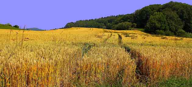 Exportation de blé : InVivo propose ses solutions aux coopératives