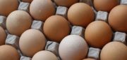 Oeufs Matines : l’entreprise veut doubler ses ventes d’œufs en GMS