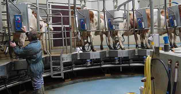 Production de lait : 5% sous le quota national