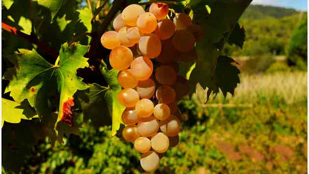 Traité transatlantique : la filière viticole pose ses conditions