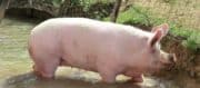 Abattoir Gad : SVA Jean Rozé prêt à reprendre l’abattoir de porcs de Josselin