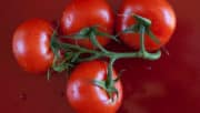 Serres Sagami croquent les tomates de Savoura