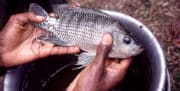 Tilapia, le poisson le plus consommé au monde