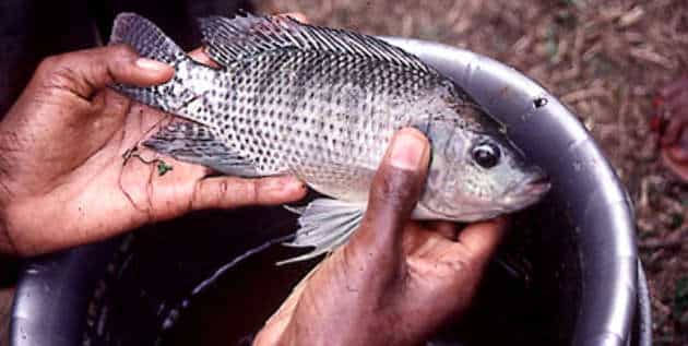 Tilapia, le poisson le plus consommé au monde