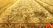 Céréales : La France contrainte d’importer du blé du Royaume-Uni et de Lituanie
