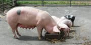 Tribune : Triskalia réagit à une vidéo réalisée dans un élevage porcin adhérent