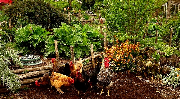 Fruits et légumes : 43% des Français choisissent de faire pousser ce qu’ils mangent