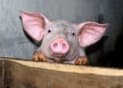 Porc : Aucun repreneur et une liquidation pour les abattoirs Gad
