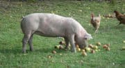 Maltraitances animales : 80 animaux, sauvés d’une « ferme de l’horreur » en Isère