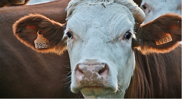 Vache folle : Stéphane Le Foll annonce la fin des dépistages