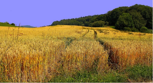 Agroécologie : Une ferme bio vendéenne primée pour son modèle d’agriculture durable
