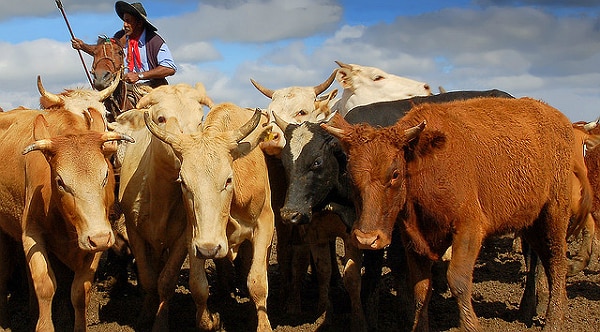 L’Argentine n’est plus le géant de la viande bovine