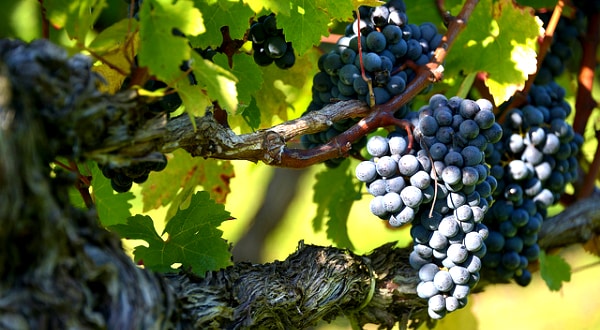 Vin : La Cité des Civilisations du vin devrait coûter 81 millions d’euros à Bordeaux