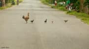 Grippe aviaire : L’interdiction de transport de volailles aux Pays-Bas n’a pas été respectée