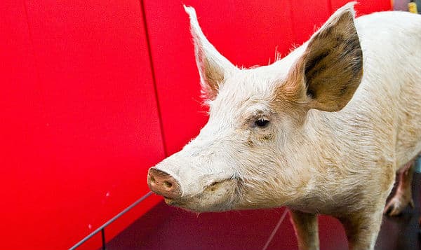 Viandes : la volaille s’exporte presque autant que le porc cette année