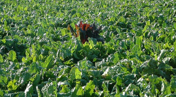 Agriculture : Stéphane Le Foll veut soutenir la filière betterave-sucre « leader européen » 