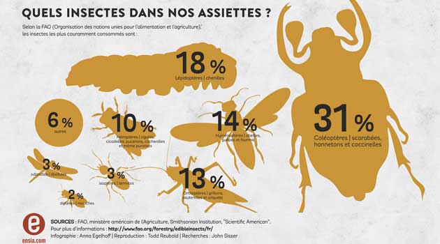 Découvrez le goût des insectes comestibles - Agro Media