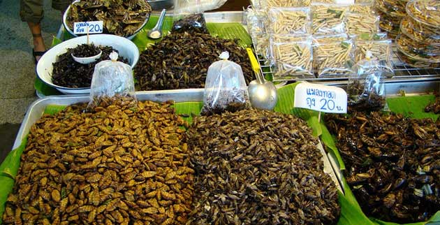 Découvrez le goût des insectes comestibles