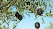 Huile d’olive : Les oliveraies d’Europe en panne de production