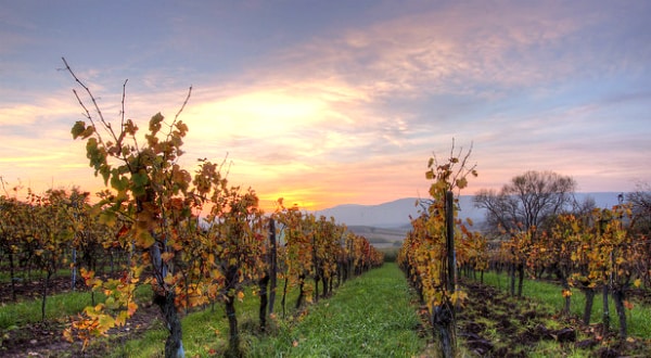 Viticulture : le vigneron qui s’opposait aux pesticides relaxé en appel