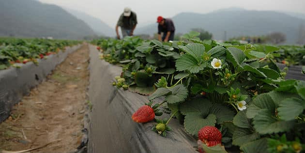 Agriculteurs