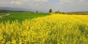 Syngenta booste le développement des hybrides de céréales et de colza à Chartres