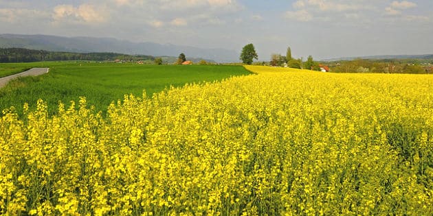 Syngenta booste le développement des hybrides de céréales et de colza à Chartres