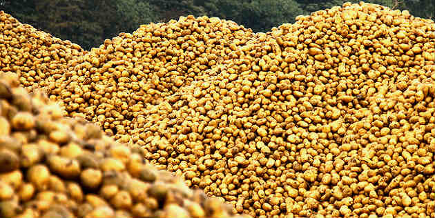 Des agriculteurs nordistes en colère rachètent leurs pommes de terre à Auchan