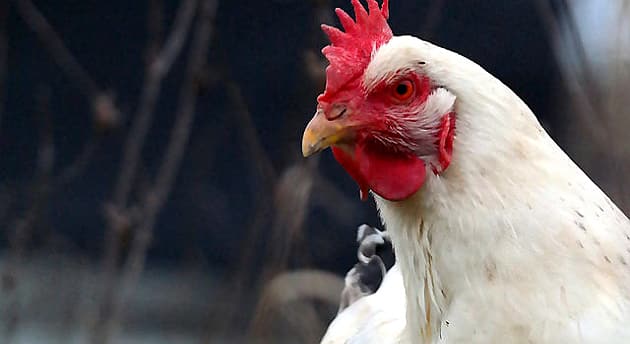 La grippe aviaire s’approche encore : la Suisse limite ses importations depuis l’Europe de l’Est
