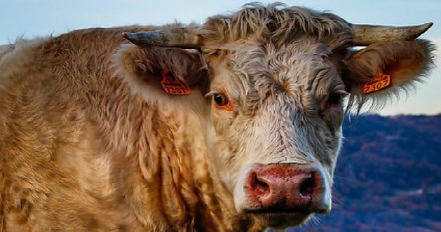 L’ultimatum posé par les éleveurs bovins aux acteurs de la filière touche à sa fin