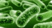 Listeria : des contaminations en baisse dans les IAA