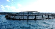 Avec Acui-T, Neovia fait le pari de l’aquaculture