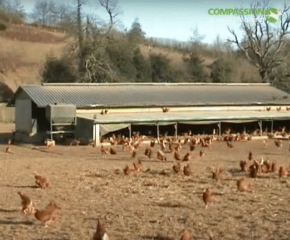 Carrefour s’engage à ne plus vendre des œufs de poules élevées en cages !