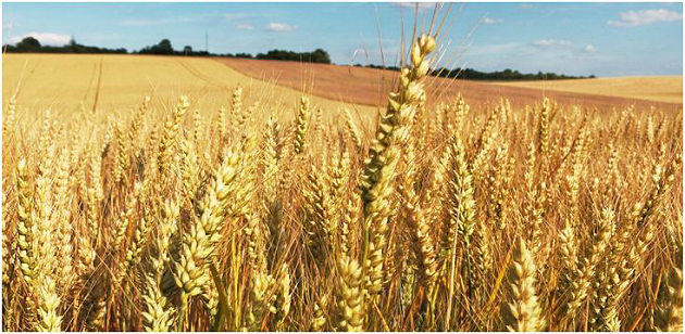 Soufflet Agriculture inaugure un nouveau silo en Vendée