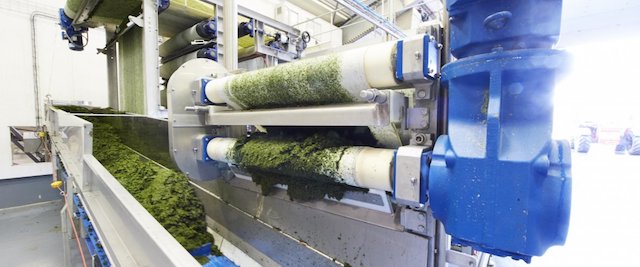Macro-algues : La France, leader européen dans les bioraffineries