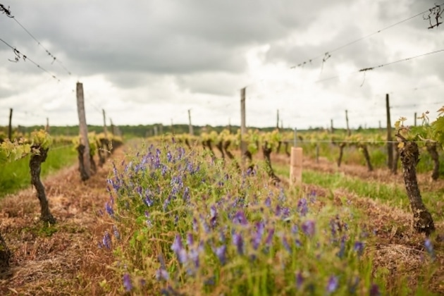 0% Pesticides : Les Vignerons de Buzet obtiennent la reconnaissance de Vins et Santé 