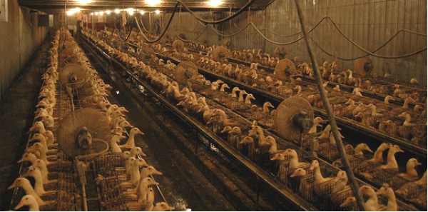 Le foie gras à nouveau envisagé dans les exploitations du Sud-Ouest