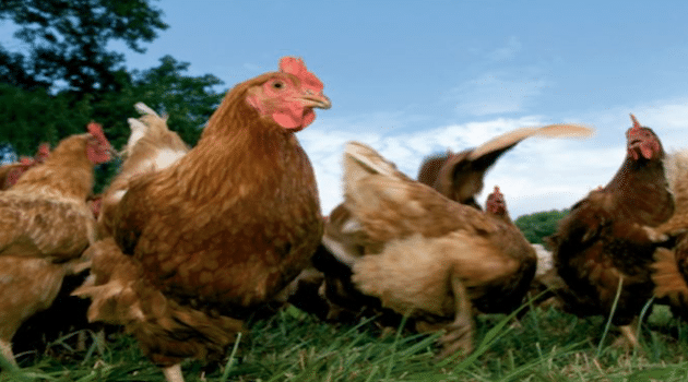 Le Groupe Grimaud cède sa filiale Hubbard, sélectionneur en poulet de chair, au Groupe Aviagen