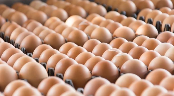 Fipronil : les premières mesures du gouvernement et des professionnels de l’agroalimentaire