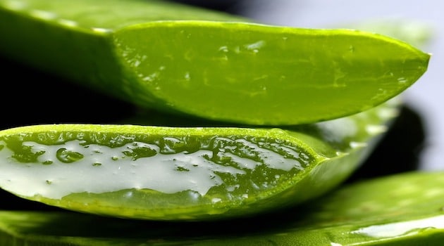 Le marché de l’Aloe Vera se porte bien