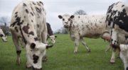 Le gouvernement renforce sa stratégie en matière de bien-être animal