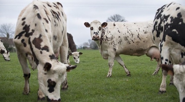 Le gouvernement renforce sa stratégie en matière de bien-être animal