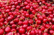 Supension d’importation des cerises fraîches traitées au diméthoate