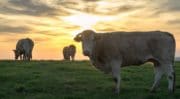Exportation : Le bœuf français reprend le chemin de la Chine