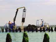 Produits de la mer : Méricq et Kermarée se rapprochent