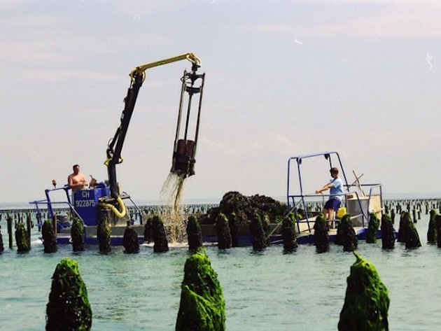 Produits de la mer : Méricq et Kermarée se rapprochent