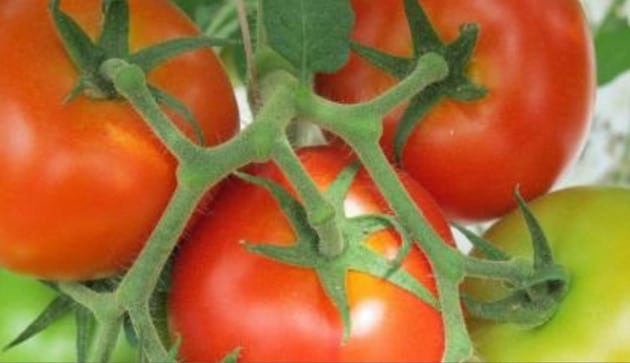 Arterris structure sa filière fruits et légumes avec le rachat de JMO Prim