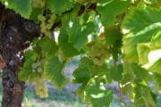 Laudun Chusclan Vignerons inaugure son nouveau chai de vinification 2.0