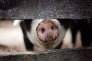 Biosécurité : Des formations pour les éleveurs de porcs