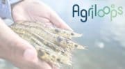 Agriloops lève 1,4 M€ pour construire la première ferme pilote d’aquaponie en eau salée d’Europe